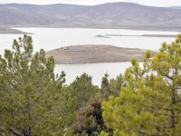 60 bin lavanta fidesi toprakla buluşacak