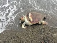 Marmaris'te ağlara takılan caretta caretta karaya vurdu