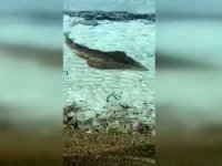 İzmir'de yaklaşık 2 metre uzunluğunda "kemane" balığı görüntülendi