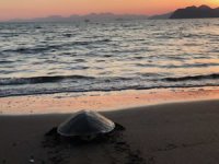 Tedavisi tamamlanan caretta caretta  denize bırakıldı