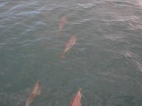 Yunus sürüsü İstanbul Boğazı'na akın etti