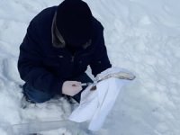 Çaşır bitkisi balık yemlerinde kullanılacak