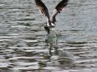 Beyşehir Gölü'nde martıların balık avı