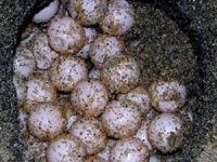 Caretta carettalar ilk yumurtalarını bıraktı