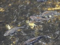 Balıklar yaşama tutunabilmek için tersine göç etmeye çalışıyor