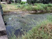 Aydınlı üreticiler, Büyük Menderes’ten su verilen kanaldaki kirliliğe bir çözüm bulunmasını istiyor