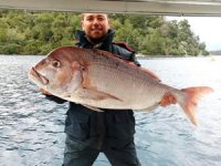 Amatör balıkçısının oltasına dev Trança takıldı