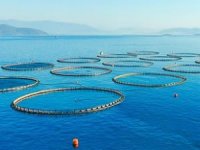 BM, Gazze'de balık üretim çiftliği kuruyor