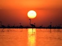 Tuz Gölü Havzası'nda 71 endemik tür tespit edildi