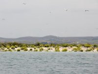 Martı adası kuluçka dönemine girdi