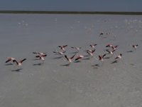 Tuz Gölü 21 bin flamingoya ev sahipliği yapıyor