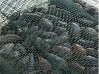 Jandarmadan kaçak deniz patlıcanı operasyonu