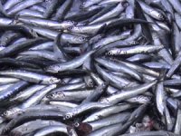 Sinop’ta hamsi sürpriz yaptı