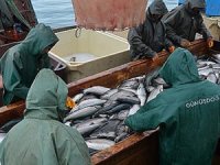 Türk somonu, Rusya ve Japonya'ya ihraç ediliyor