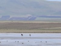 Kuyucuk Gölü eski günlerine dönüyor