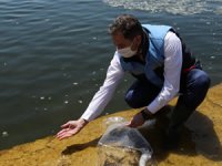 63 ilde su kaynaklarına 5 milyon sazan balığı bırakılacak