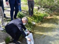 Göletlere 30 bin sazan bırakıldı