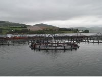 Samsun’da balık çiftliklerinde yılda 16 bin tondan fazla balık üretiliyor