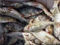 Gölette ağ ile kaçak balık avlayan 3 kişiye 16 bin 950 TL ceza kesildi