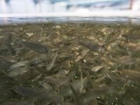 Balık çiftliklerinde üretim durmadı