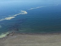 Denizdeki renk değişiminin kaynağı: Polen