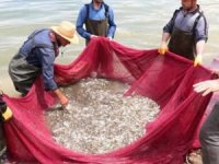 Gümüş balığı avcılığı başladı