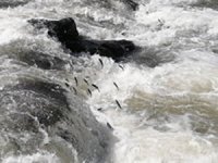 İnci kefalinin muhteşem göçü sessiz başladı