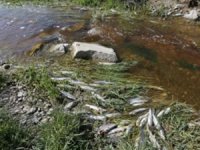 Van  Eçek Gölü'ndeki balık ölümleri endişelendirdi