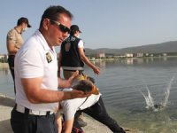 Beyşehir Gölüne balık taşıma mesaisi sürüyor