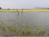 Gölette kaybolan yaşlı adamın cesedi bulundu