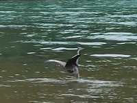 Misinaya takılan gri balıkçıl kuşu kurtarıldı