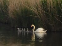 Doğanın gerçek sahipleri geri döndü