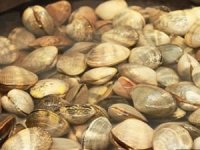 Erdek’te deniz tarağı avlayanlara suçüstü