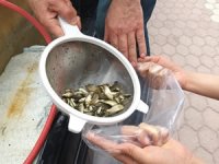 Sivas’ın gölleri balıklandırıldı