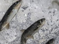 Denizlerde yasa dışı avlananlara göz açtırılmıyor