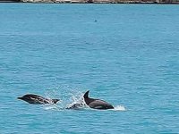 İstanbul Boğazına gün doğumuyla yunuslar akın etti