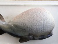 Akdeniz'de yerli balıklar azalıyor, tropikal balık türleri artıyor