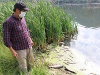 Toplu balık ölümleri sonrası inceleme başlatıldı