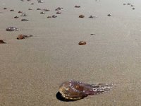 Akıntı ve fırtınadan dolayı karaya vuruyorlar