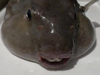 'Balon balıklarıyla birlikte yaşamayı öğrenmeliyiz'