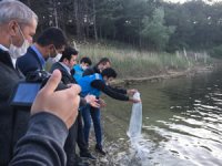 Pazarlar göletlerine 10 bin adet sazan balığı yavrusu bırakıldı