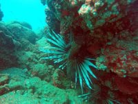 Zehirli balık türleri dalış merkezlerini endişelendiriyor