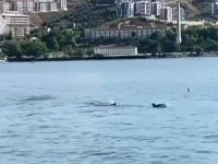 Bursa'da yunuslar sahile geldi