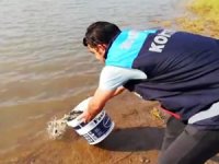Siirt’te 55 bin yavru pullu sazan balığı gölete bırakıldı