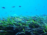 Deniz çayırları tehlike altında