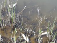 Aşkale'de balık ölümleri gözlendi