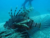 Su altının iki zehirli türü bir arada görüntülendi