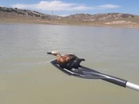 Yasa dışı balık avı için serilen ağlar yabani kuşlara mezar oluyor