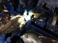 Elazığ'da 400 kilo kaçak balık ele geçirildi