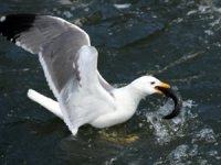 Uçan balık 'İnci Kefali'nden görsel şölen